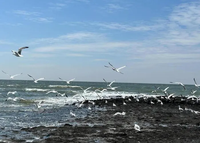 Apartament 3-person Near Forest Sint Maartensvlotbrug