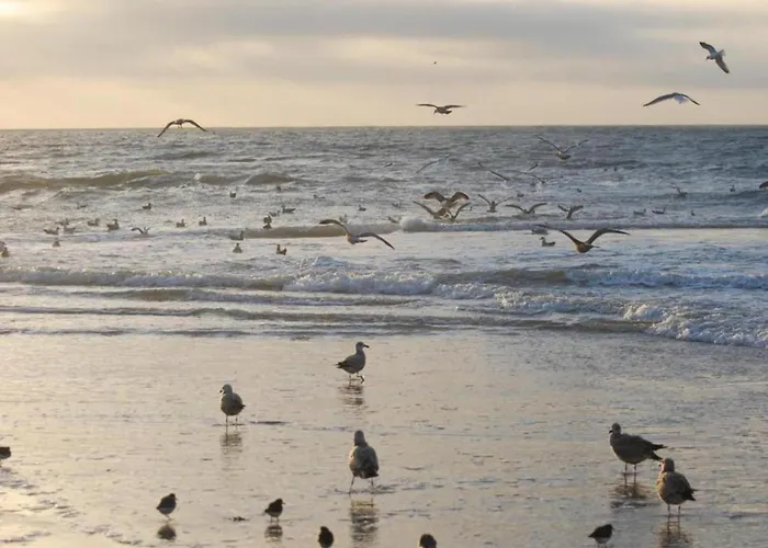 3-person Near Forest Sint Maartensvlotbrug